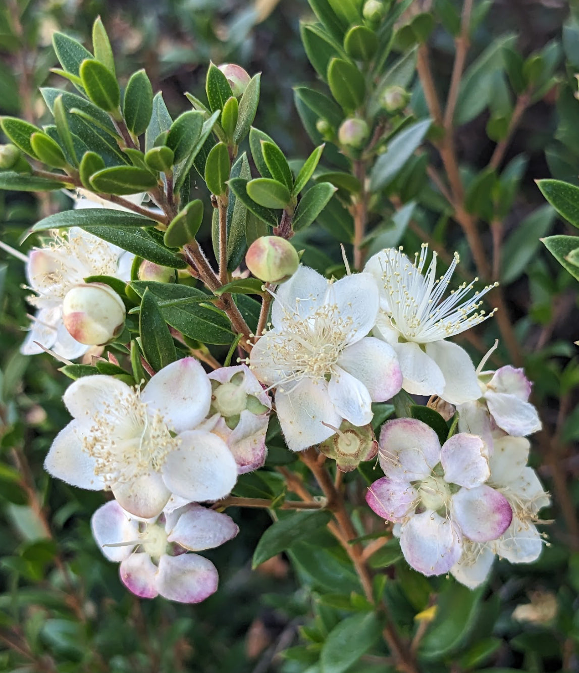 Myrtus communis: Wie pflegt man?
